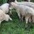 Rams for sale 4 thumbnail
