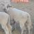 Quality Ram Lambs 6 thumbnail
