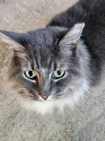 Found - Edgar the cat (Greenville SC)63661489991939121