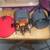 Hilton-Portable-Zig Zag-Sewing Machine +Case+Lesson 16 thumbnail