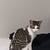 Manx kitten 3 thumbnail