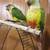 Conure pair & male zebra finch 4 thumbnail