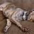 Puppy for rehoming 1 thumbnail