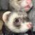 looking to rehome 1 thumbnail