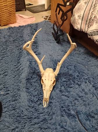 DEER SKULL W/6POINT ANTLERS 1