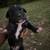 Pitbull puppies 24 thumbnail