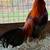 Game Chickens 22 thumbnail