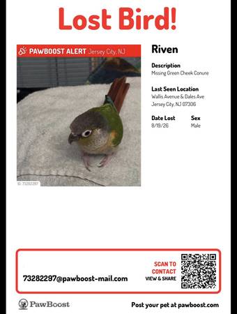 Missing Conure 1