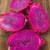 Dragonfruit Cuttings 2 thumbnail