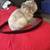 Persian kittens 4 thumbnail