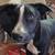 Borderheeler(border collie/cattledog) pups-6 mo 7 thumbnail