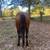 2 horses looking for new pasture 2 thumbnail