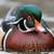 Peacocks, ducks, junglefowl, swan,waterfowl, poultry 3 thumbnail