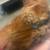 Serama rooster bantam 1 thumbnail