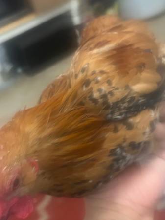 Serama rooster bantam 1