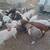 Boer DoeGoats 3 thumbnail