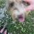 Beautiful sheepdog/bearded Collie mix 1 thumbnail