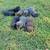 Lab puppies 2 thumbnail