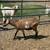 Nubian Doe 1 thumbnail
