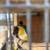 Caique pair 6 thumbnail
