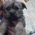 Fluffy puppy mix 8 thumbnail