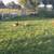 Barnyard Mix Chickens 5 thumbnail