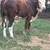 Braford Bull 14 thumbnail