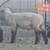 Quality Ram Lambs 1 thumbnail