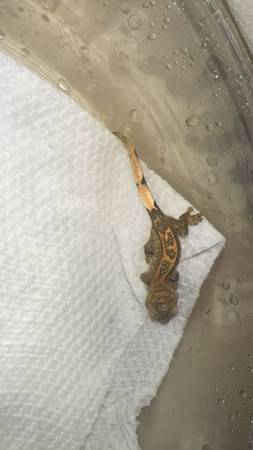 Crested Gecko (Farmington)63656348450307120