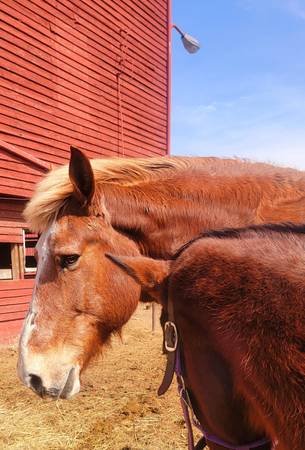 Experienced Horse Volunteer Opportunity in exchange for (Winchester/NVA area)