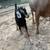 Goat for sale 2 thumbnail