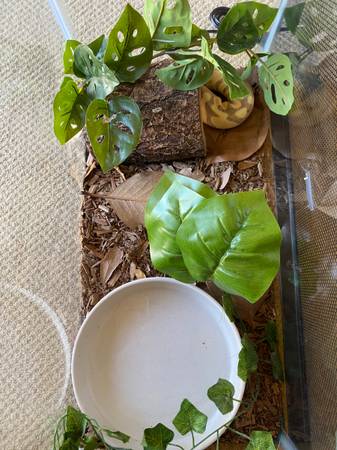 Rehoming ball python with enclosure (ventura)63686109217027122