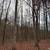 Excellent wooded property, mature hardwood timber! 20 thumbnail