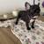 French bulldog puppies 6 thumbnail