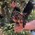 5 month young Serama mini micro pet rooster hen couple 2 thumbnail
