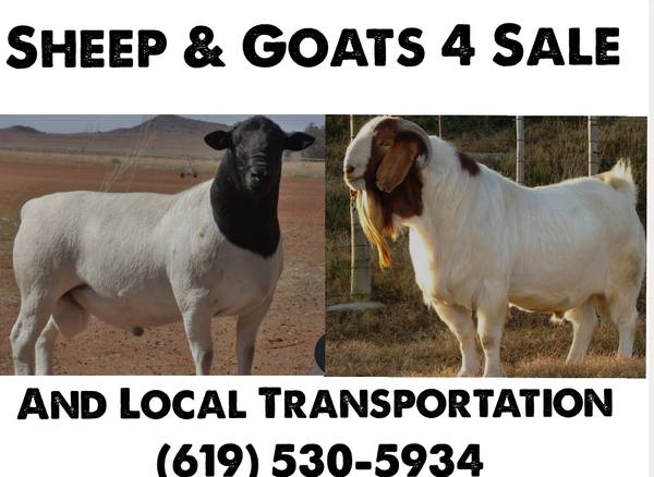 Sheep & Goats 4Sale 1