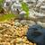 Bristle-Nosed Plecos 2 thumbnail