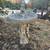 Old heavy Squirrel statue bird bath 1 thumbnail