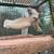 Cockatoo parrot 1 thumbnail