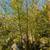 Black Bamboo 🎍 4 thumbnail