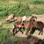 Hair sheep Rams for sale 3 thumbnail