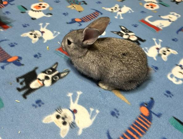 Baby Rabbits (South hill)63684416409473123
