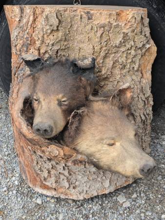 Unique two black bear display 1
