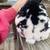 Mini Rex bunny 2 thumbnail