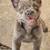 French Bull Dog PUPPY'S 2 thumbnail