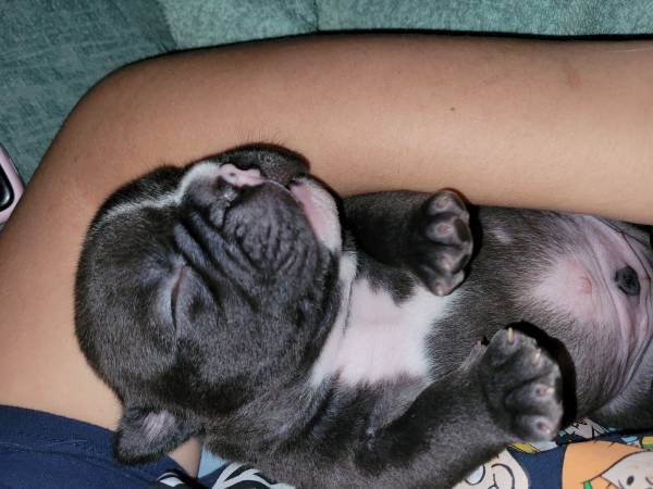 American bully63664482617347122