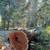 Angry Beaver Tree Removal Services 6 thumbnail