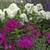 Perennial plants 4 thumbnail