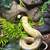 Black Pastel Albano ball python 2 thumbnail