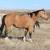 Buckskin mare 2 thumbnail